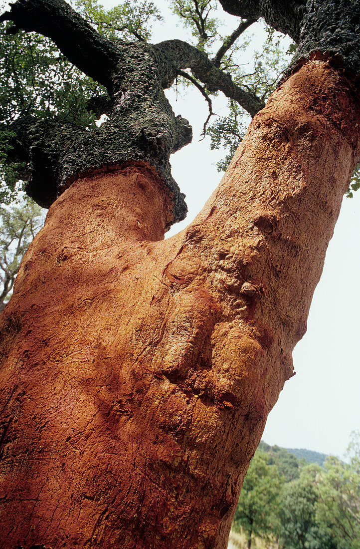 Cork oak tree