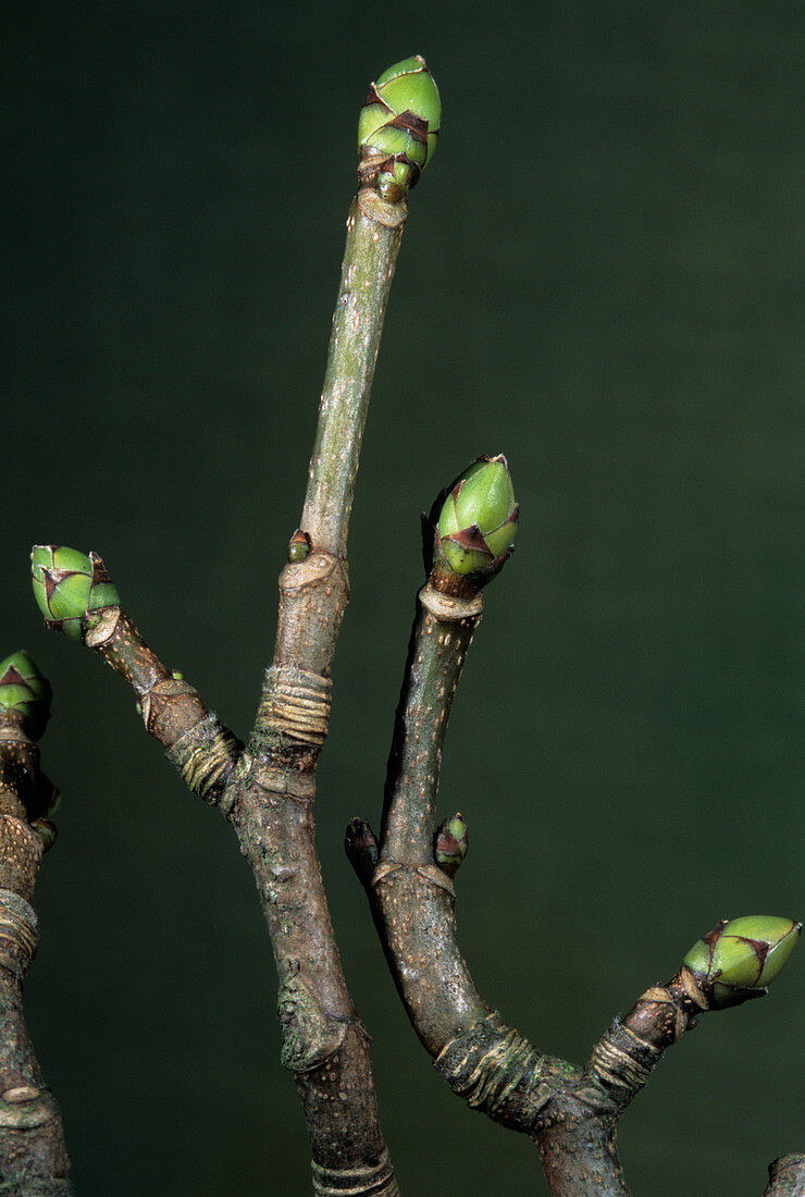 Sycamore branches (Acer pseudoplatanus)