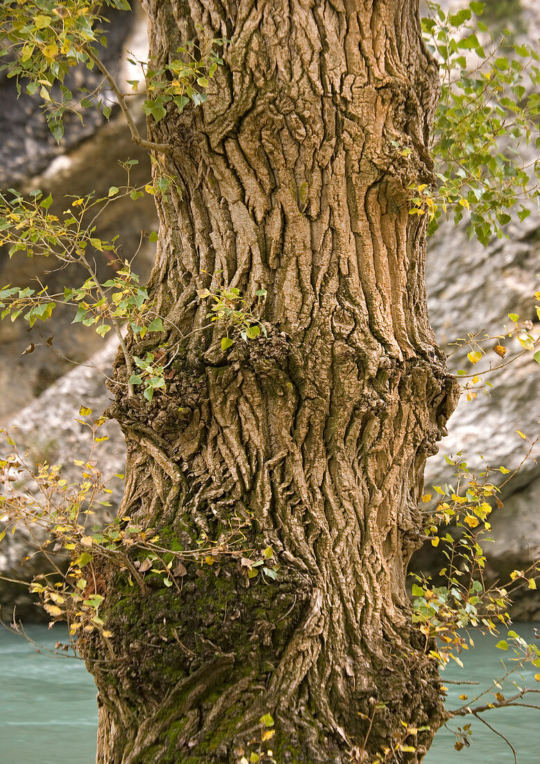 Black poplar trunk