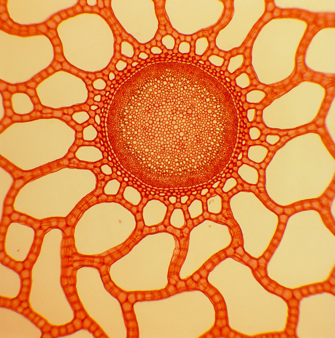 Section through stem of a marestail plant
