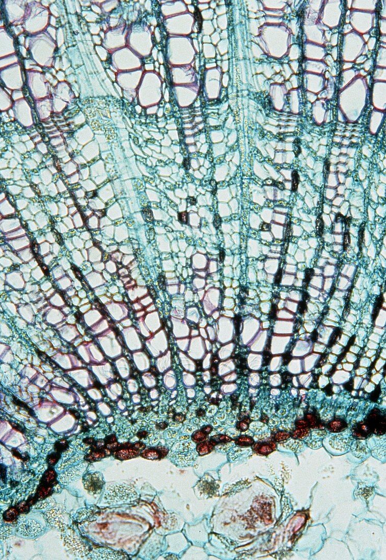 LM of a section through a lime tree stem