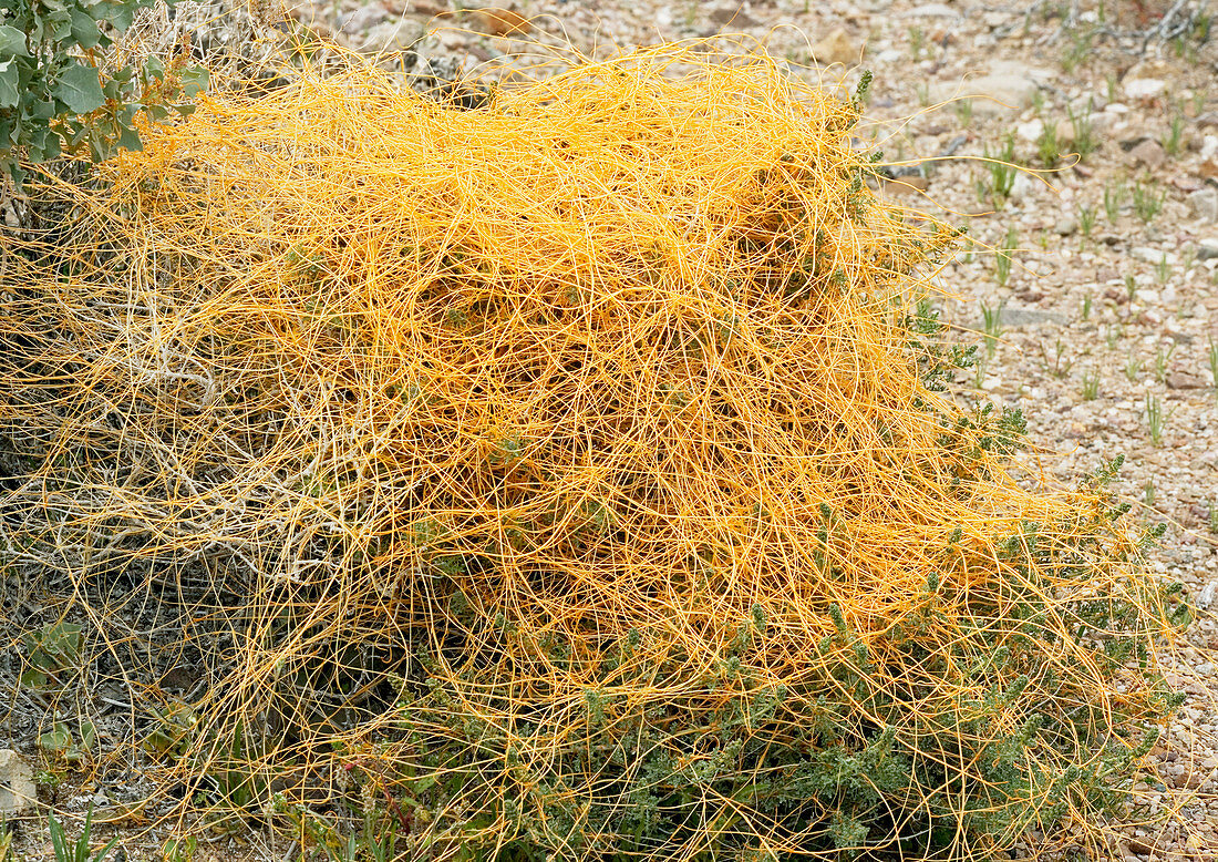 Desert dodder (Cuscuta denticulata)