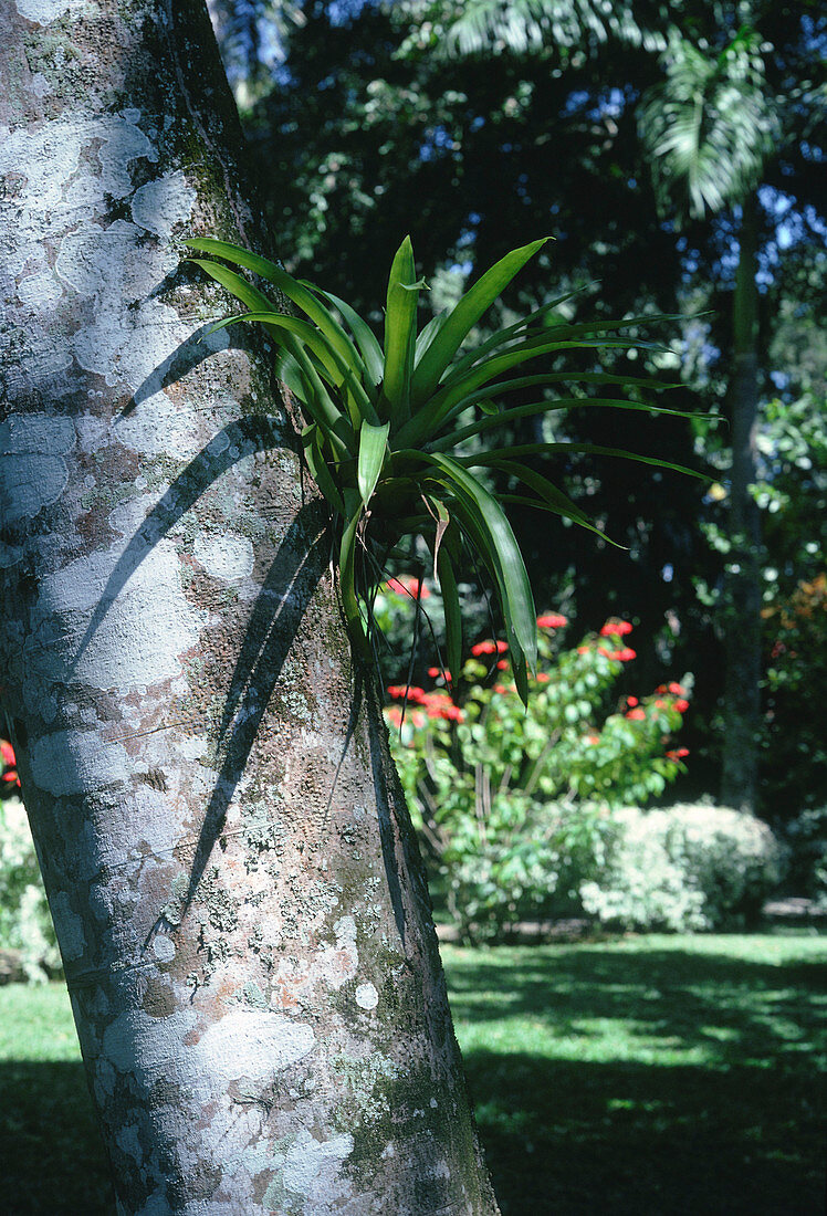 Epiphytic bromeliad