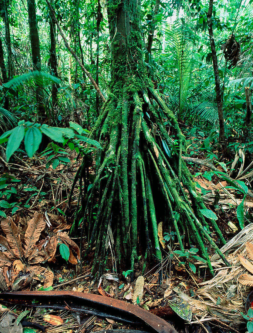 Stilt roots of the palm tree,Iriartea