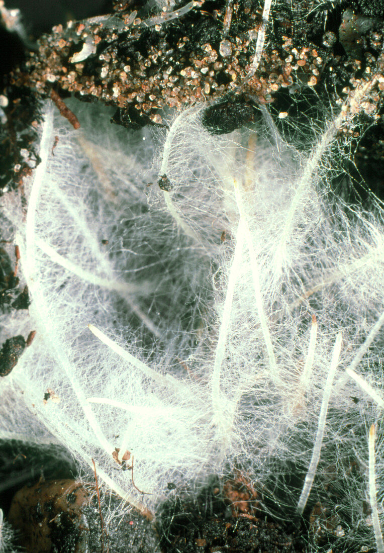 Roots of Himalayan poppy