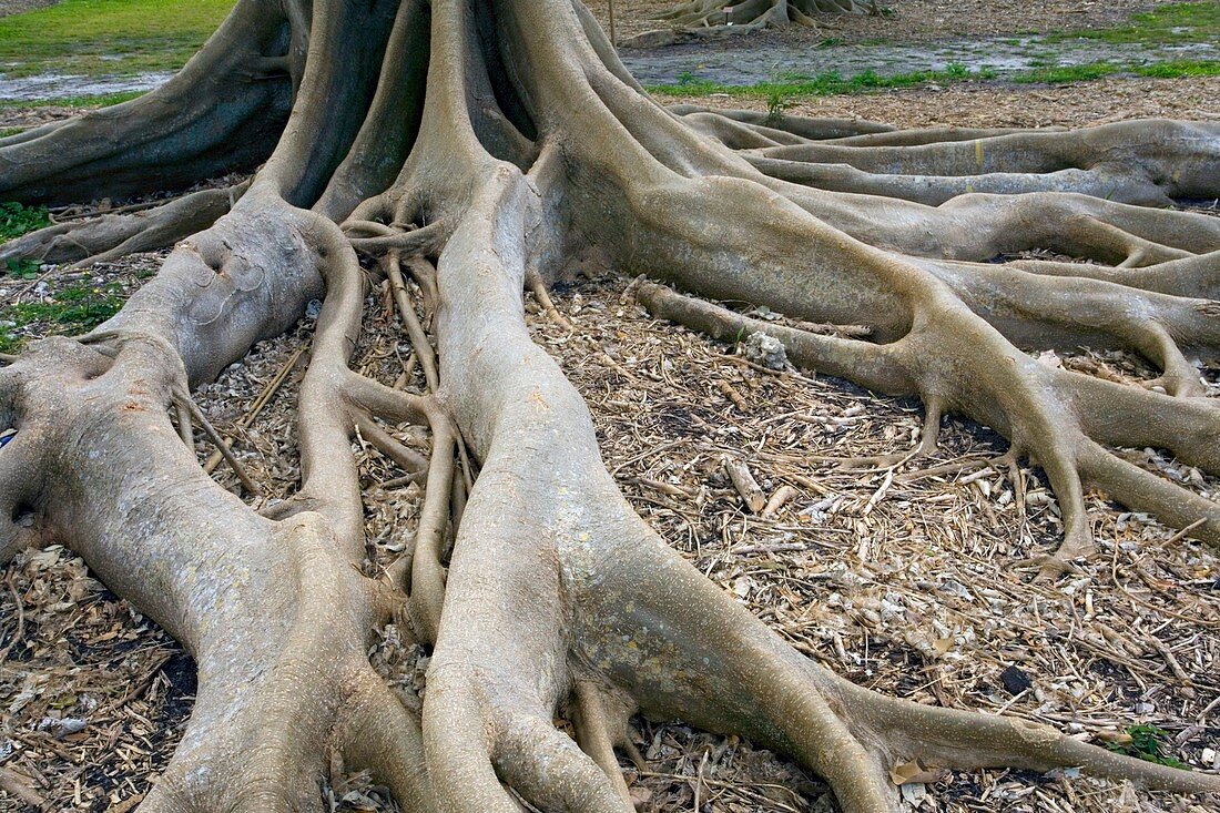 Fairchild's fig roots (Ficus subcordata)