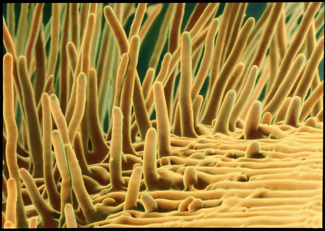 Root hairs on a cress root