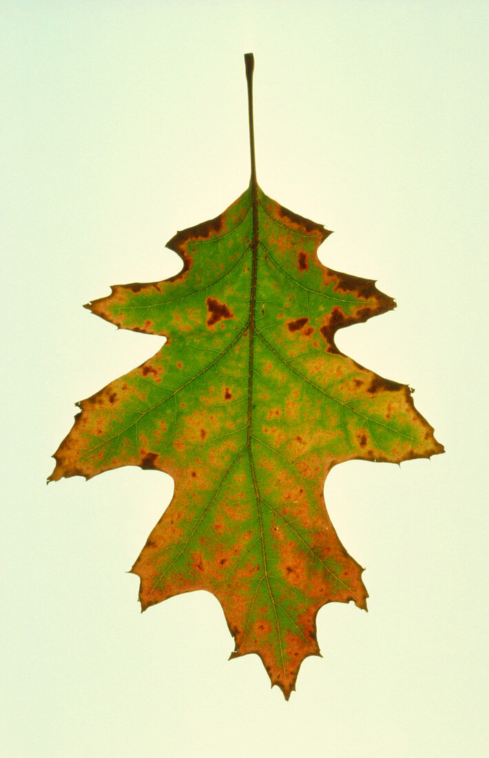 Red oak leaf changing autumn colours