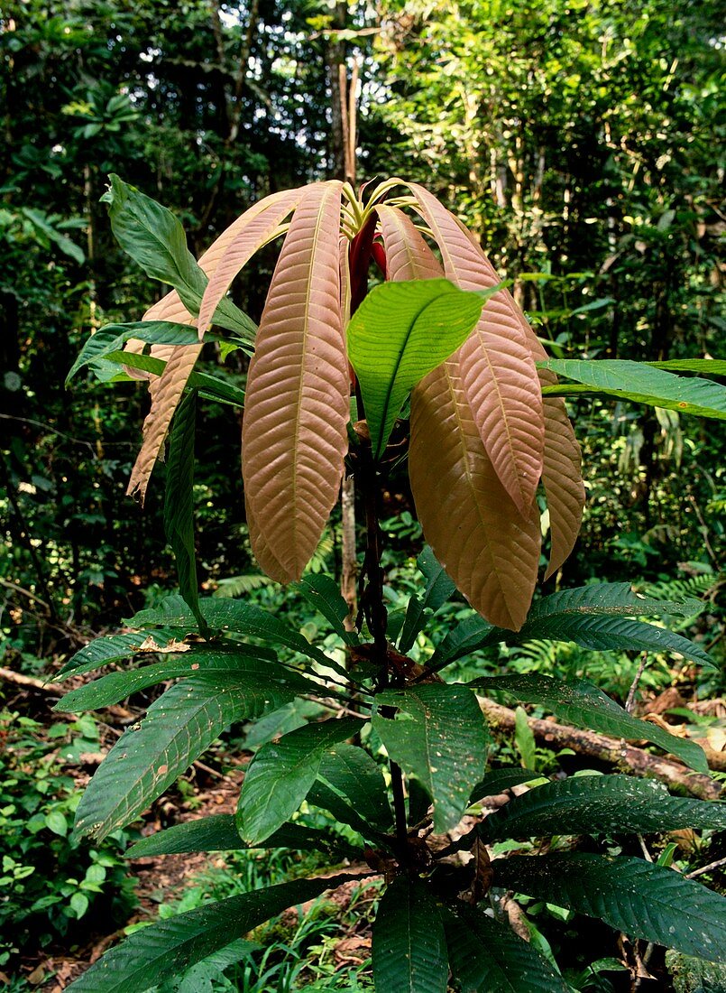 Rainforest shrub with new leaves