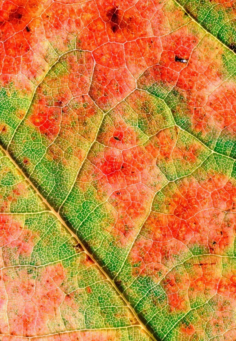 Leaf of Red oak in autumn colour