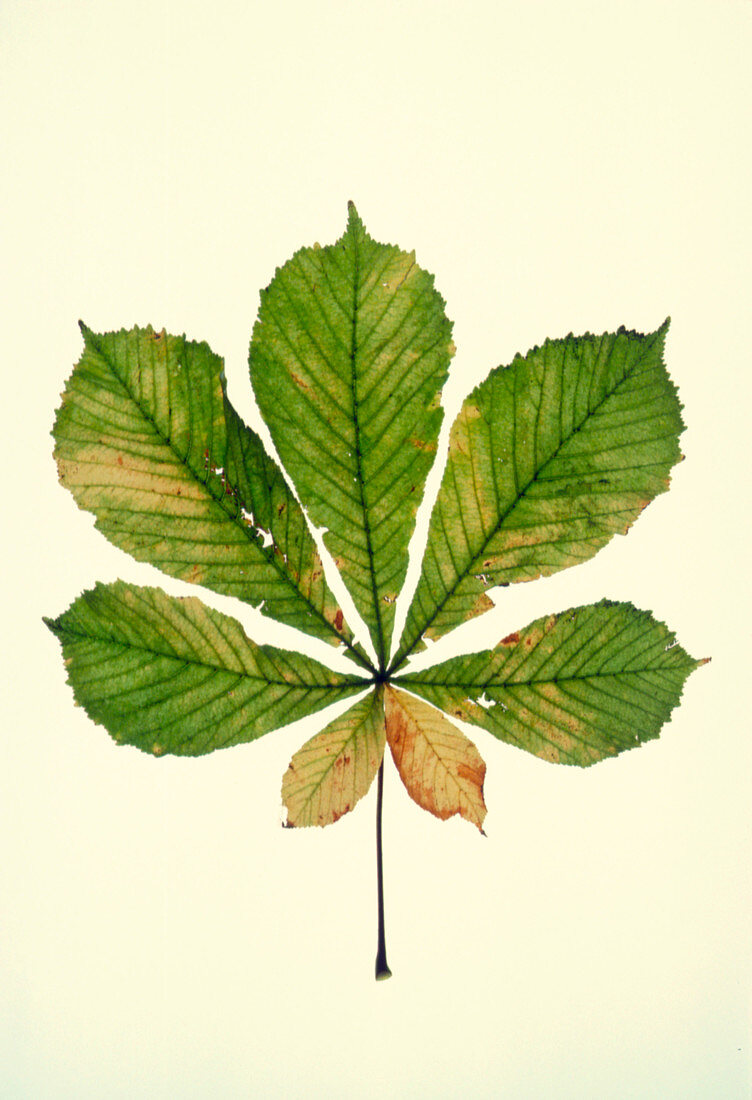 Horse Chestnut leaf in autumn colour