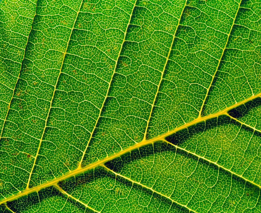Veins in horse chestnut leaf