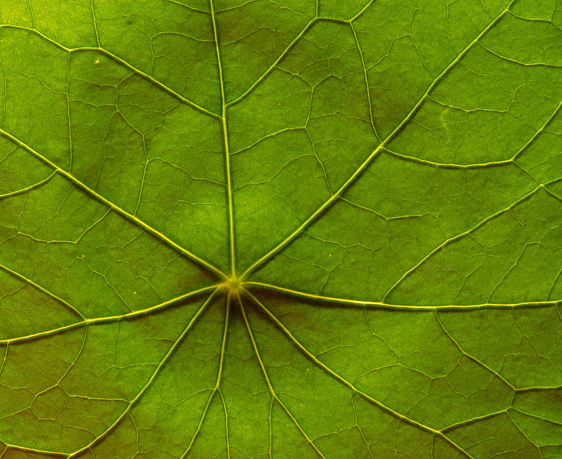 Macrophoto of veins in a nasturtium leaf