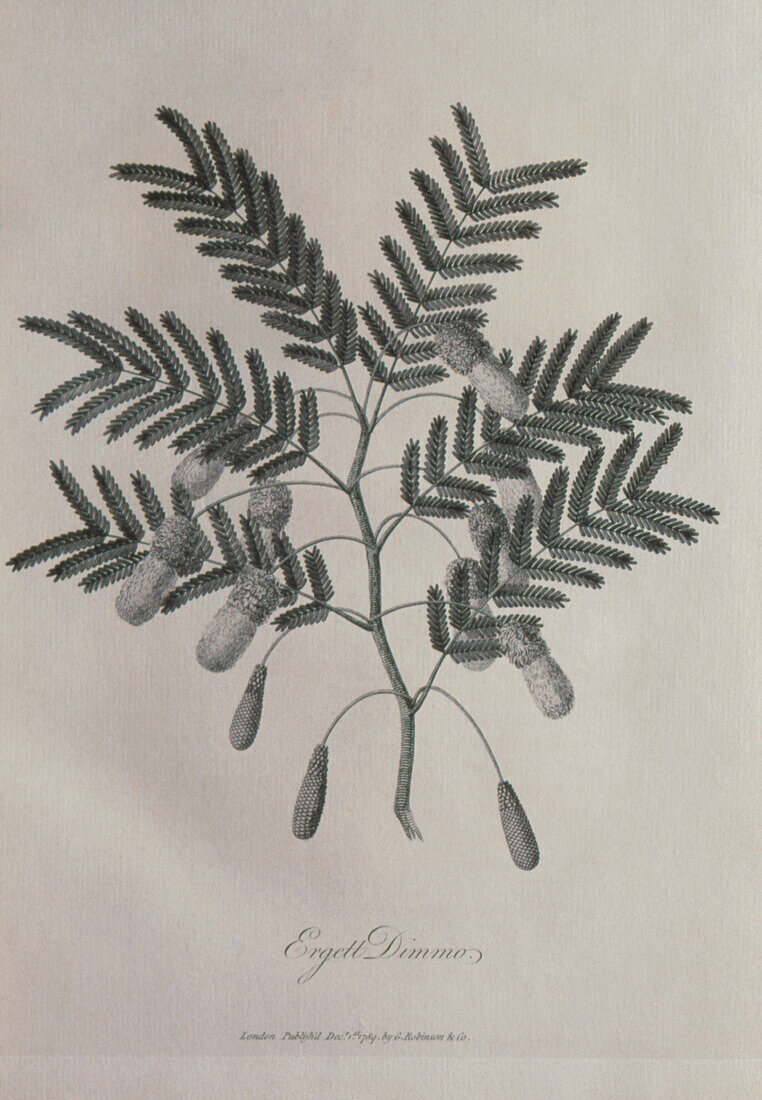 Engraving of leaves and flowers of mimosa