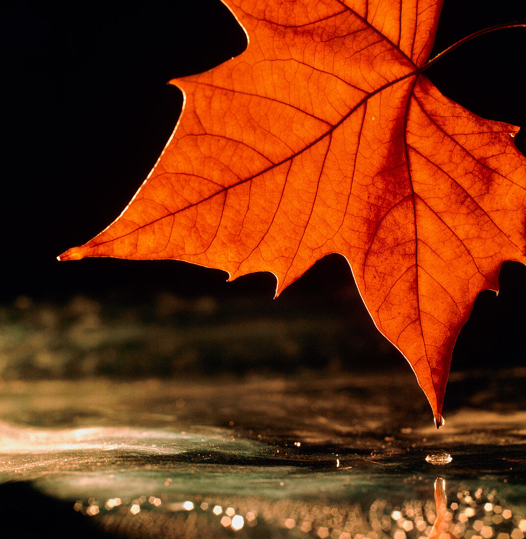Autumn colour in maple leaf