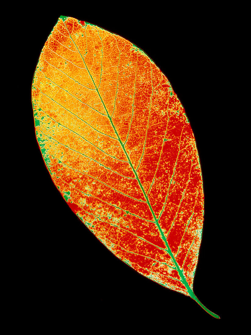 Coloured decomposing leaf of Magnolia