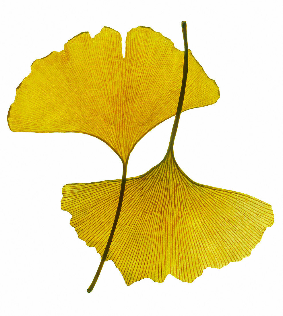 Autumnal ginkgo leaves
