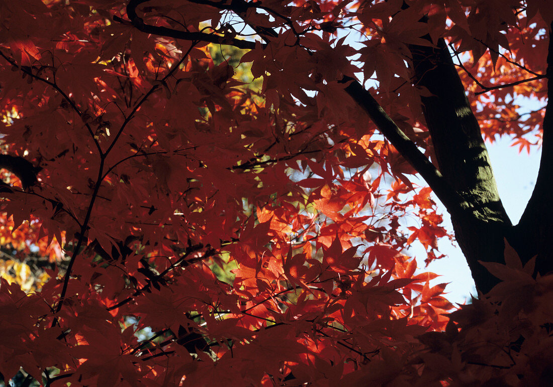 Japanese maple leaves