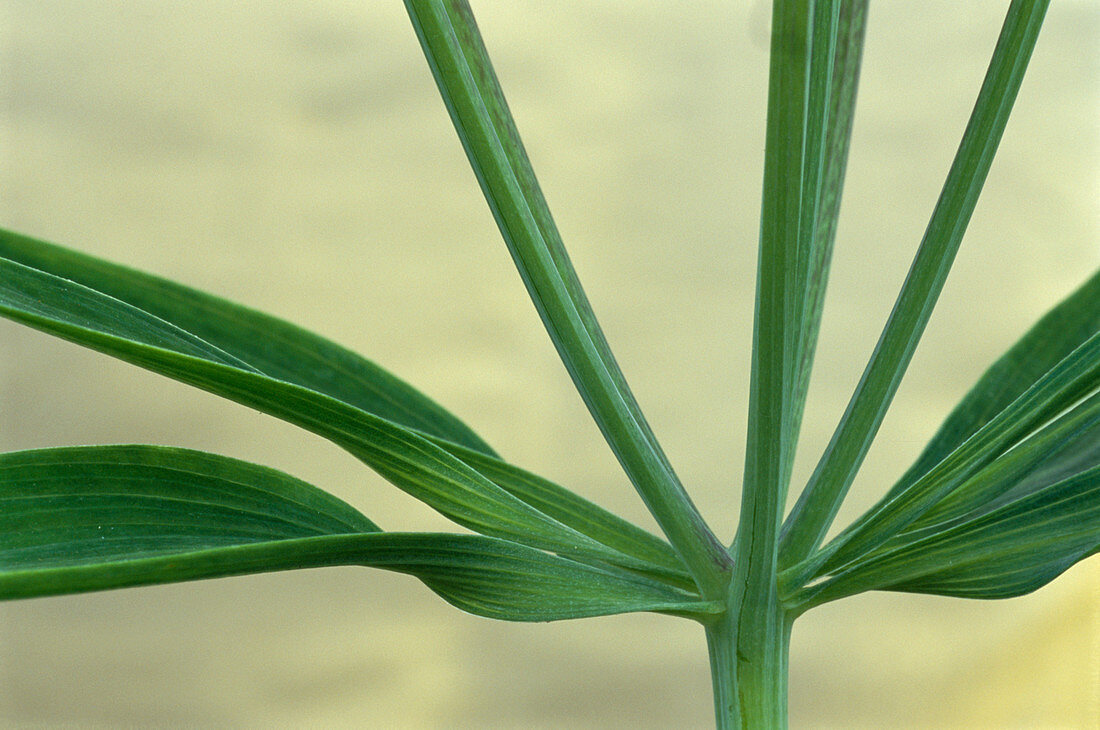 Peruvian Lily leaves