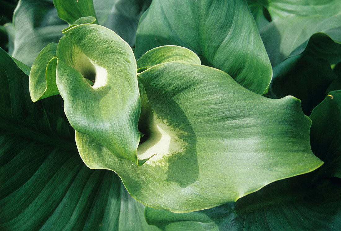 Common arum lily leaves