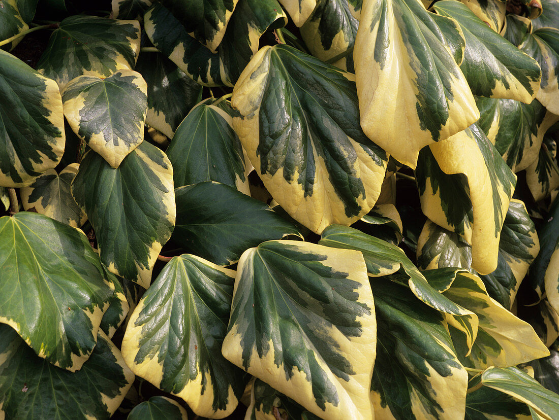 Persian ivy leaves