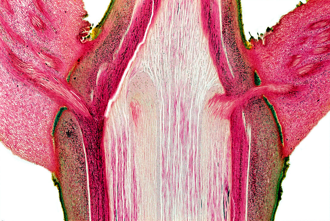 Leaf stem node,light micrograph