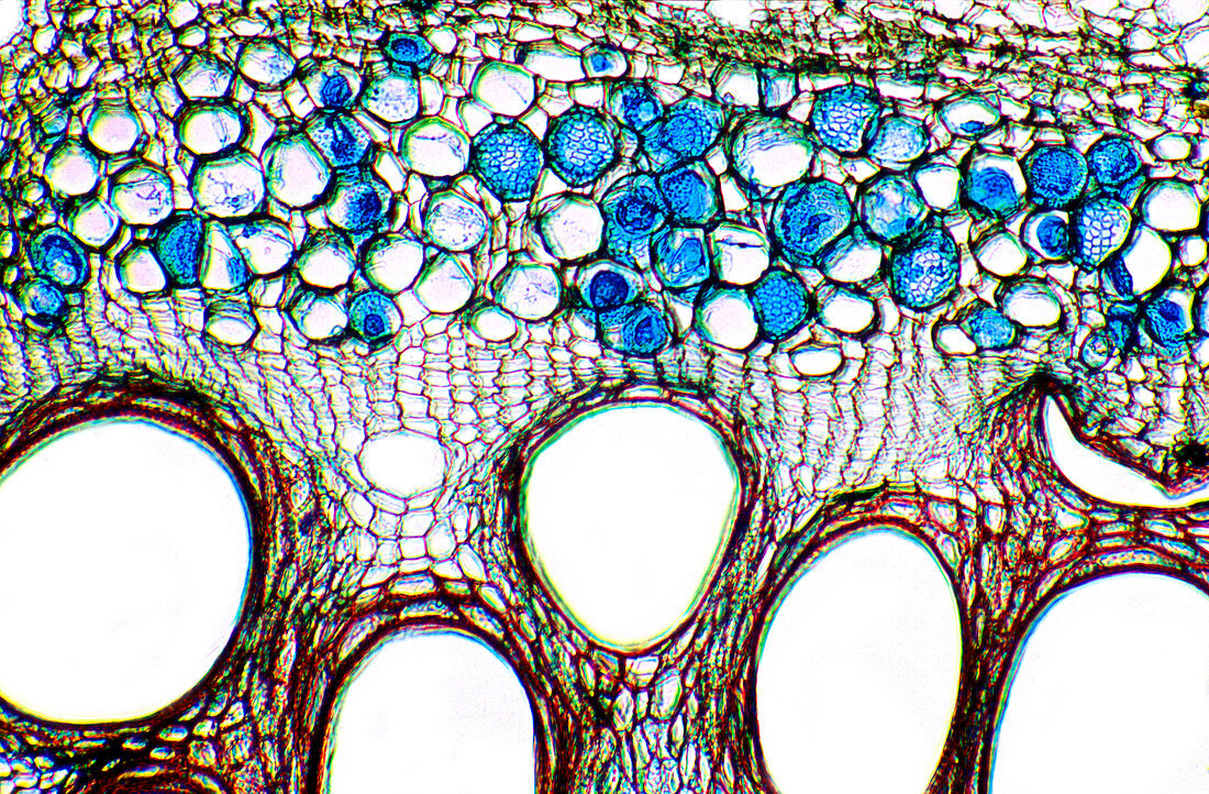 Cucumber stem,light micrograph