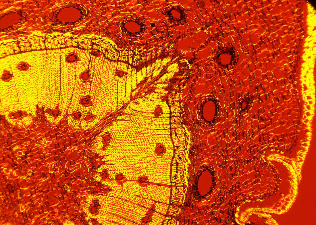 Scots pine tree stem,light micrograph