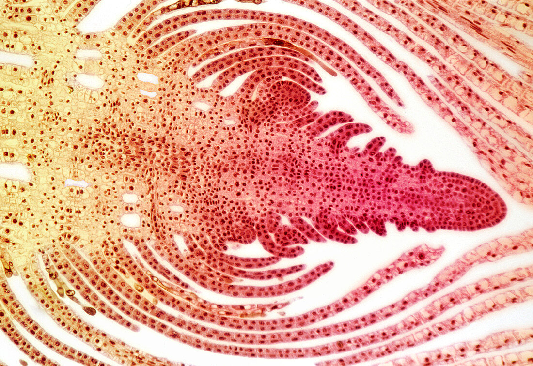 Hydrilla bud,light micrograph