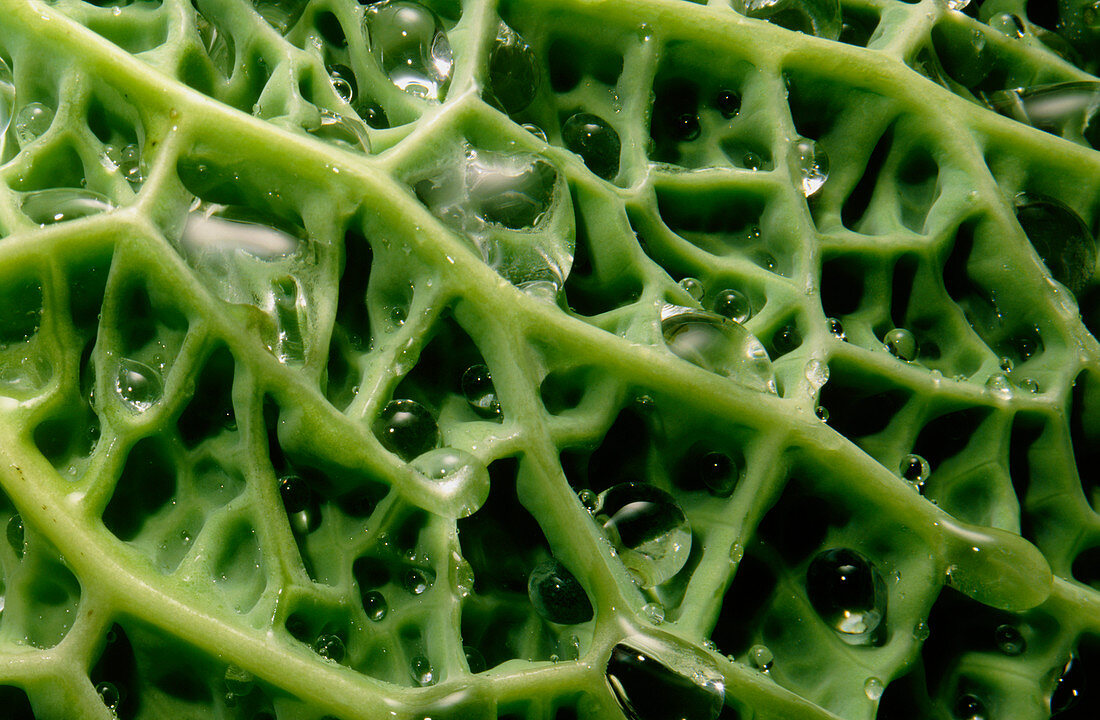 Leaf of a cabbage,Brassica oleracea