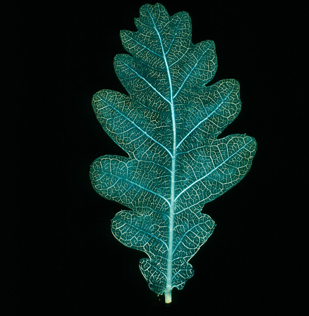 The leaf of the common oak
