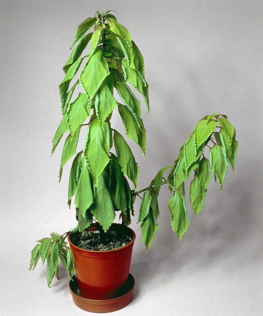 Wilting coleus plant