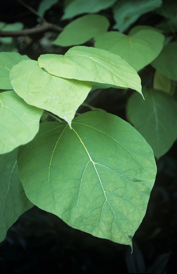 Indian bean tree (Catalpa bigonoides)