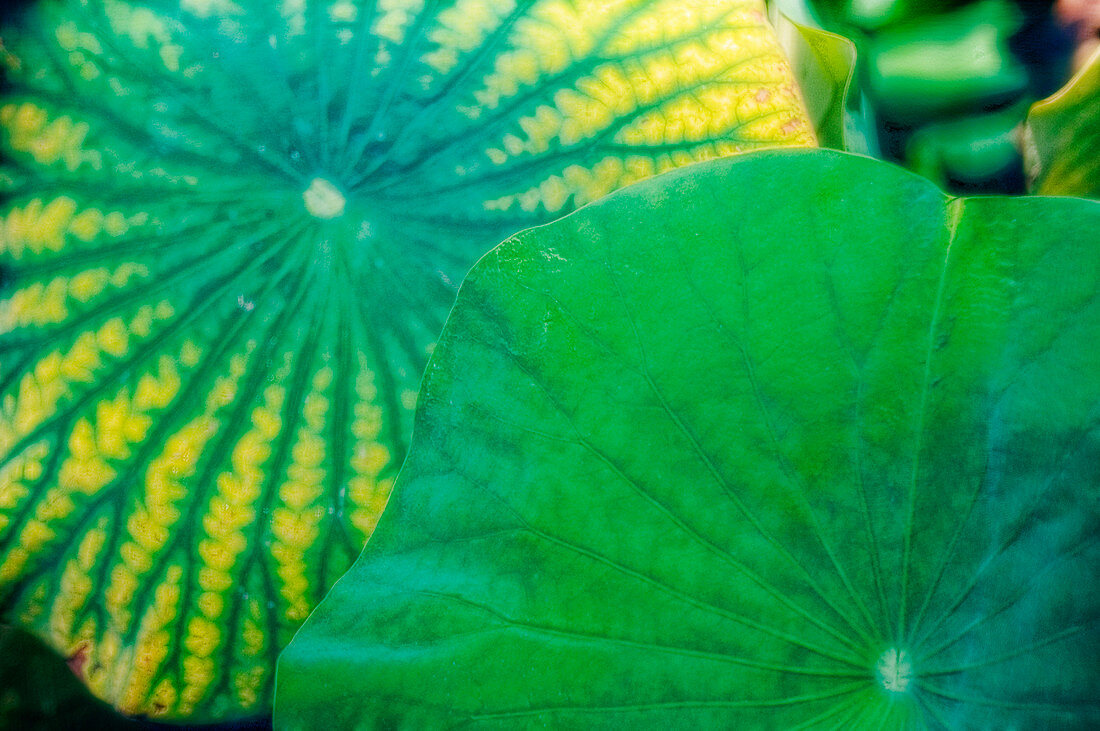 Lotus leaves (Nelumbo nucifera)