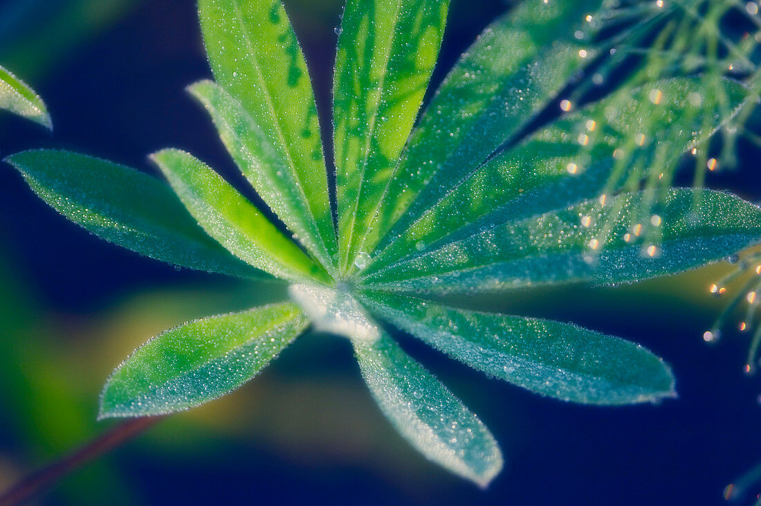 Russell lupin leaves (Lupinus x regalis)