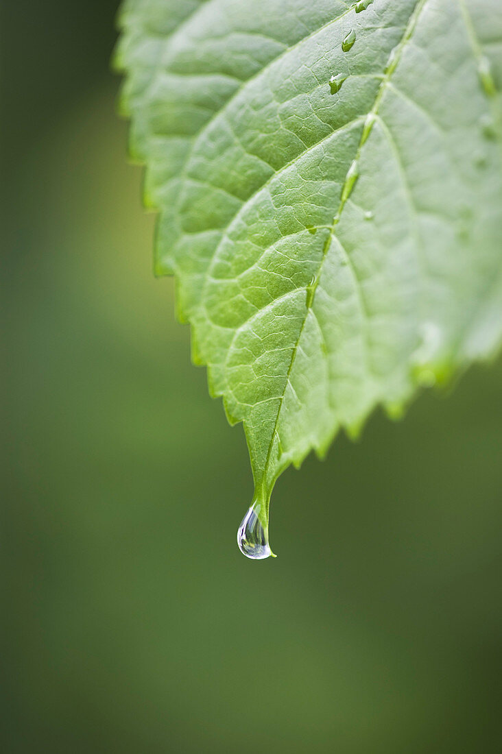 Hydrangea leaf (Hydrangea sp.)