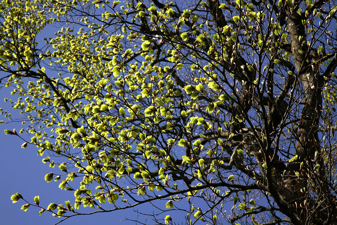 European beech leaves (Fagus sylvatica)