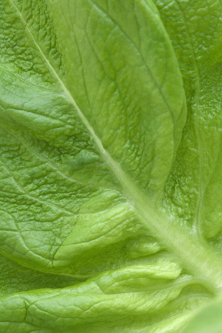 Round lettuce leaf (Latuca sativa)
