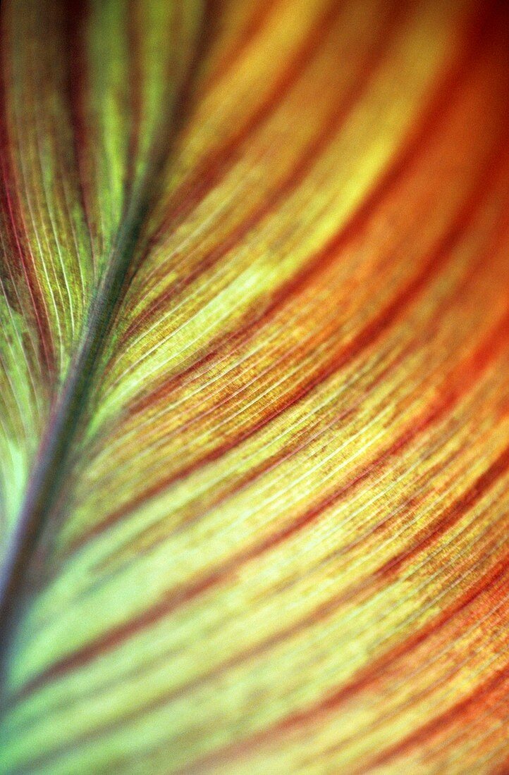Canna lily leaf (Canna sp.)
