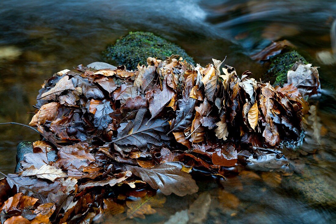 Fallen leaves in a river