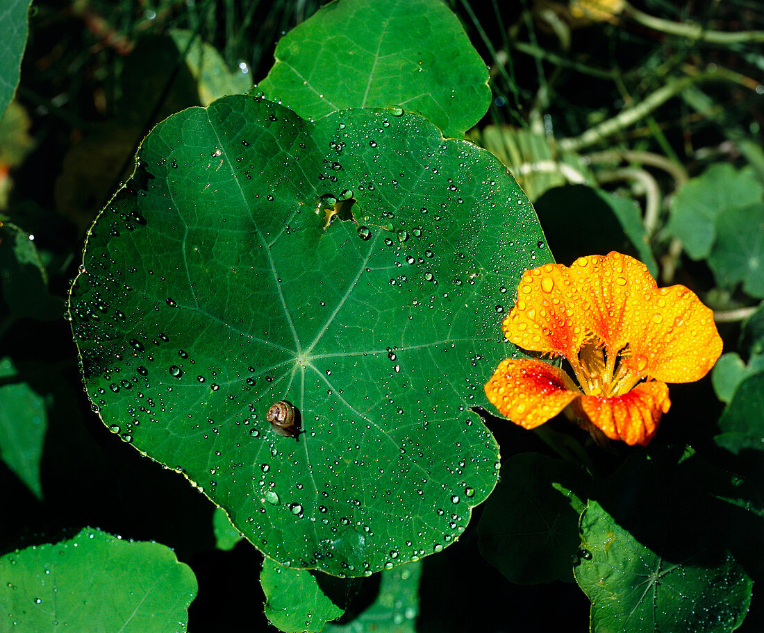 Nasturtium leaf and flower