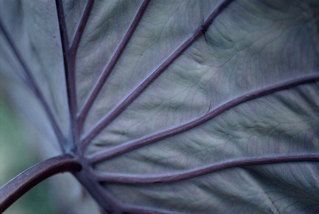 Taro (Colocasia esculenta 'Black Magic')