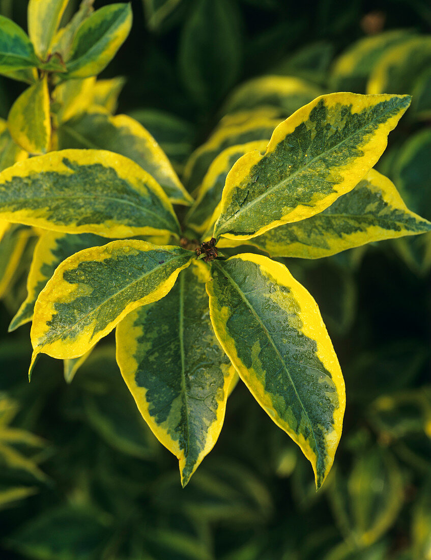 Golden privet leaves (Ligustrum sp.)