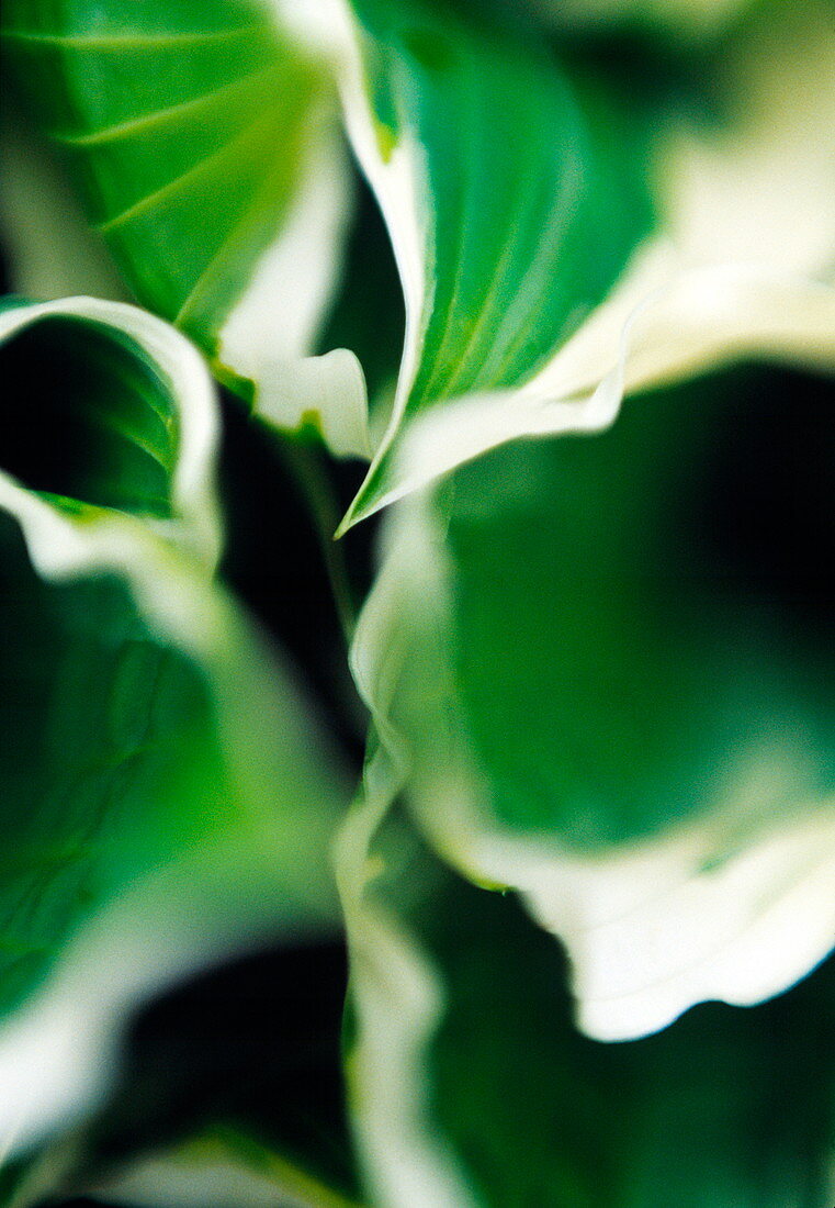 Plantain lily leaves (Hosta crispula)