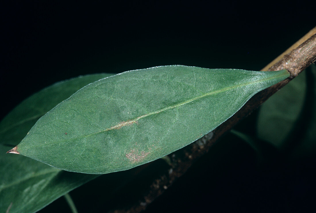 Henna leaf (Lawsonia inermis)