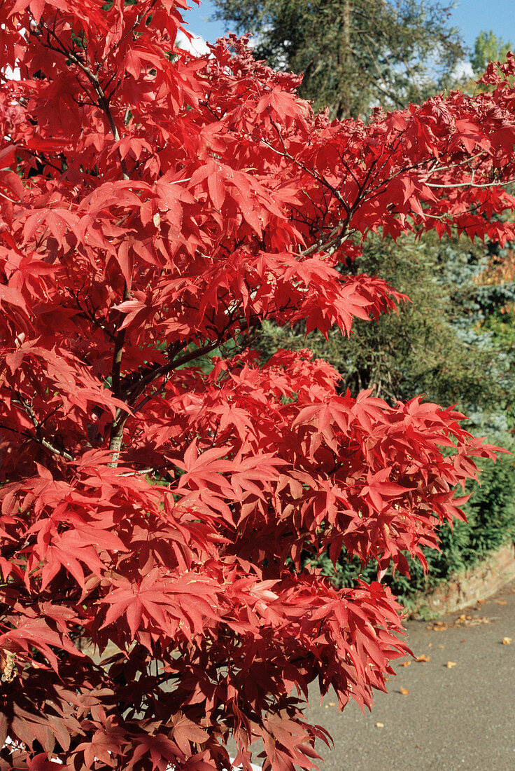 Japanese maple 'Osakazuki' foliage