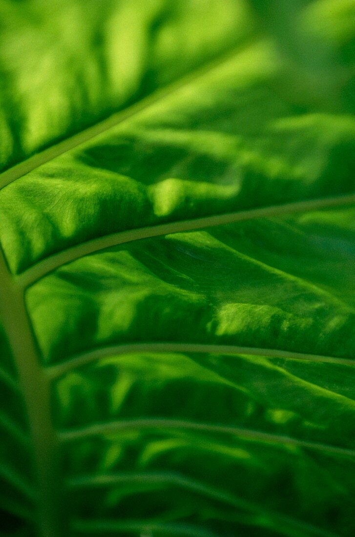 Tropical plant leaf