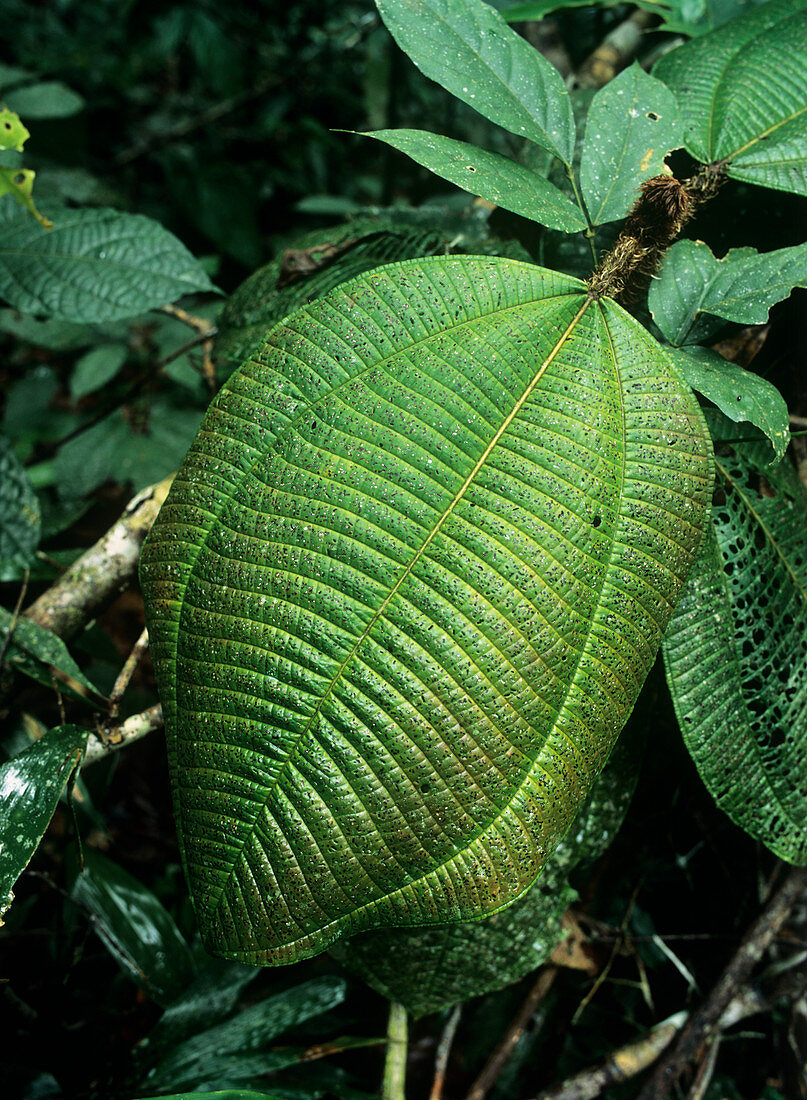 Amazonian leaves