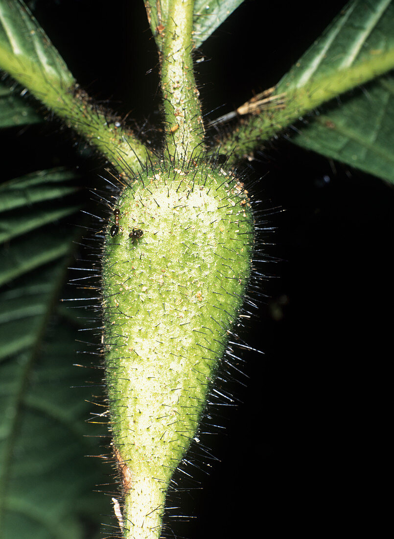Swollen leaf stem