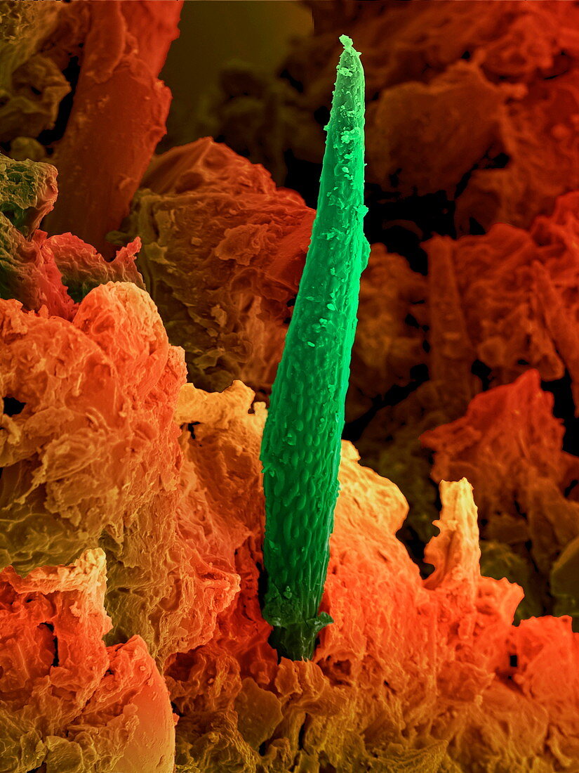 Cannabis leaf,SEM